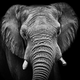 Illustration for article titled Celebrate Earth Day With Baby Elephants